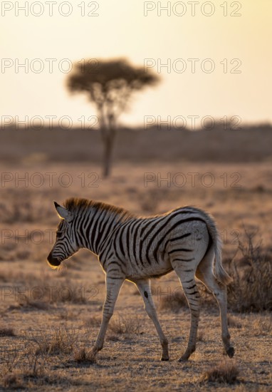 Plains zebra (Equus quagga), young animal, in dry savannah, in the evening light, Kruger National Park, South Africa