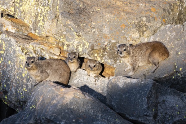 Rock hyrax (Procavia capensis), group on rocks in the evening light, Mpumalanga, South Africa