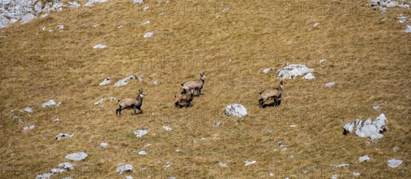 Chamois (Rupicapra rupicapra) in autumn in the mountains, Gamsjoch, Tyrol, Austria