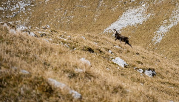 Chamois (Rupicapra rupicapra) in autumn in the mountains, Gamsjoch, Tyrol, Austria
