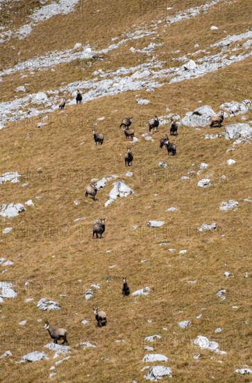 Herd of chamois (Rupicapra rupicapra), Gamsjoch, Tyrol, Austria