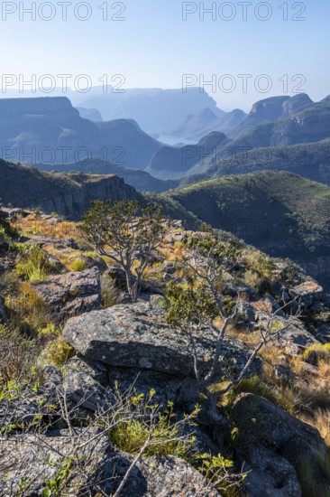 View of the Blyde River gorge, Lowveld Viewpoint, in the evening light, canyon landscape, Blyde River Canyon, Panorama Route, Mpumalanga, South Africa