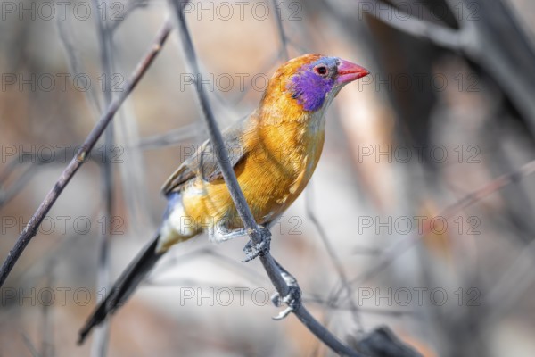 Garnet deer (Uraeginthus granatina), female, sitting on a dry branch, Kubu Island (Lekubu), Sowa Pan, Makgadikgadi salt pans, Botswana