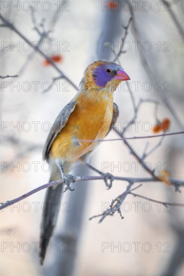Garnet deer (Uraeginthus granatina), female, sitting on a dry branch, Kubu Island (Lekubu), Sowa Pan, Makgadikgadi salt pans, Botswana