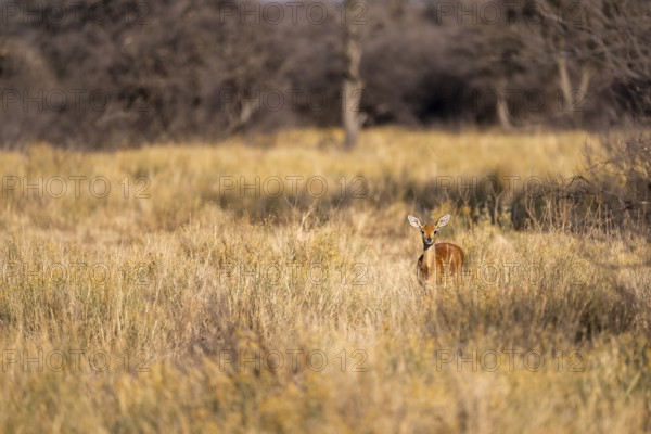 Steenbok (Raphicerus campestris), adult female, standing in dry grass, in the morning light, Khama Rhino Sanctuary, Serowe, Botswana