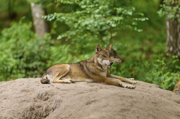 Wolf (Canis lupus), two wolves lying relaxed on a sand hill in the forest, Germany