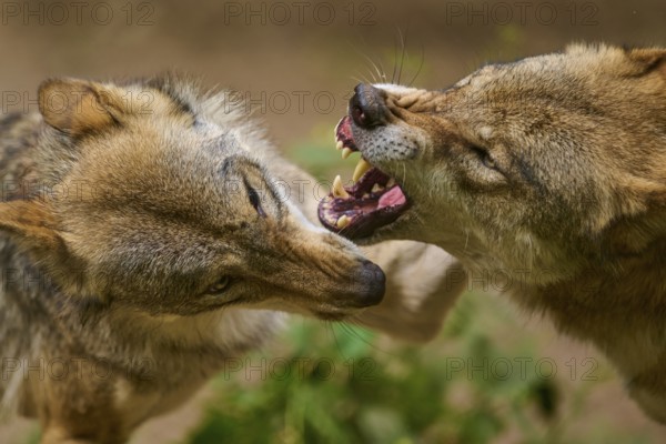 Wolf (Canis lupus), two wolves aggressively biting each other, close-up in the forest, Germany