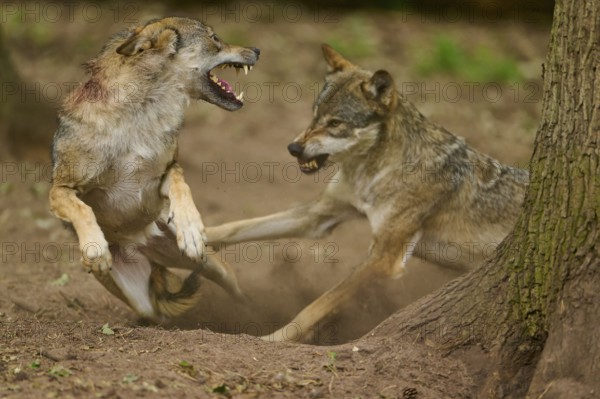 Wolf (Canis lupus), two wolves fighting aggressively in the forest next to a tree and stirring up dust, Germany