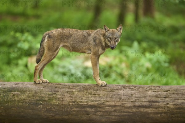 Wolf (Canis lupus), standing on a tree trunk in the forest and observing his surroundings, Germany