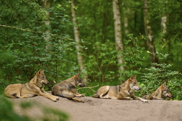 Wolf (Canis lupus), group of wolves resting on a hill in the forest, surrounded by trees, Germany
