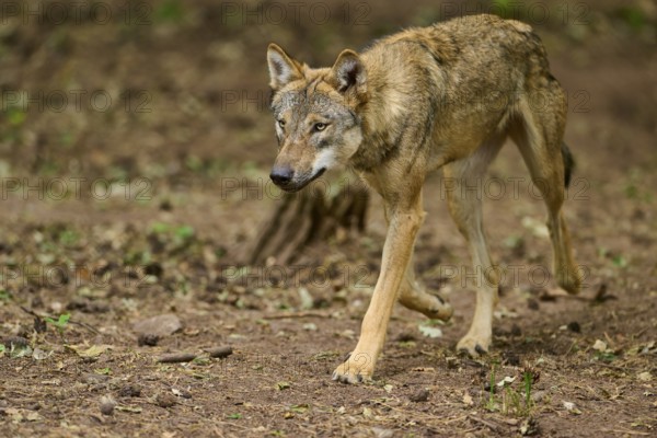Wolf (Canis lupus), walking attentively through the forest, Germany