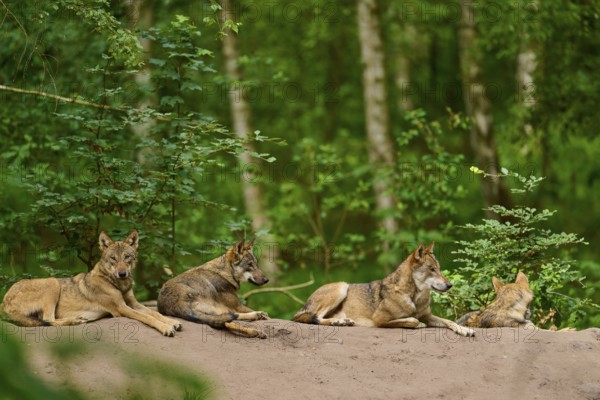 Wolf (Canis lupus), four wolves lying on a hill in the forest, dense vegetation in the background, Germany