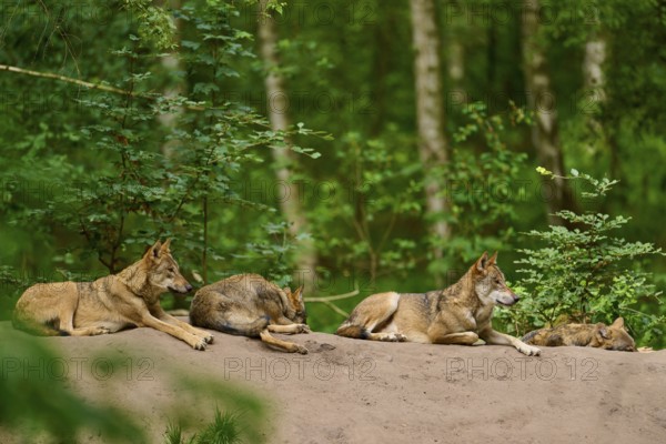 Wolf (Canis lupus), group of wolves resting on a mound in a dense forest, Germany