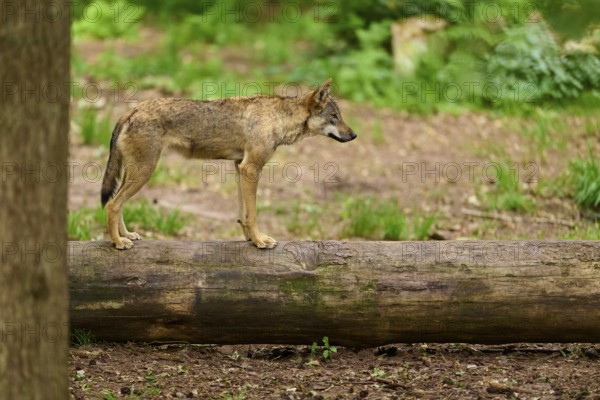 Wolf (Canis lupus), standing on a tree trunk in a wooded area, Germany