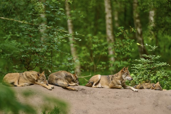 Wolf (Canis lupus), four wolves resting on a hill in the forest, surrounded by lush foliage, Germany