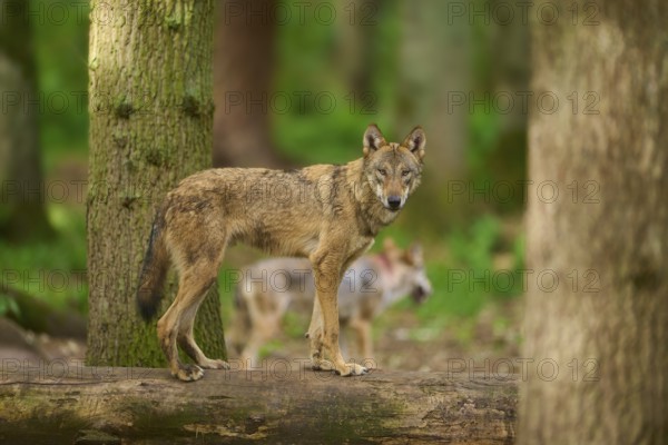 A wolf stands on a tree trunk and observes the surroundings in the forest, Wolf (Canis Lupus), Germany