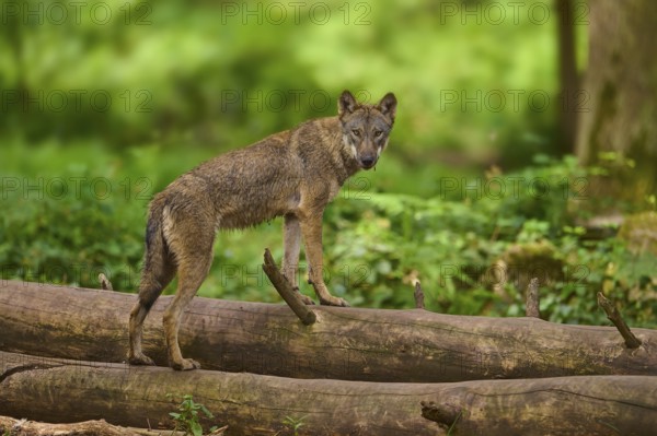 A wolf poses attentively on tree trunks in a green forest, Wolf (Canis Lupus), Germany