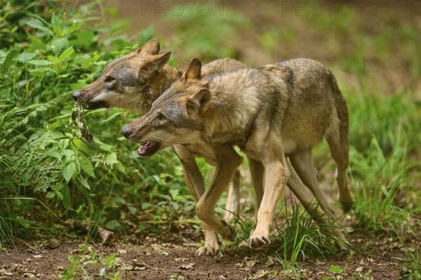 Two wolves move curiously through the forest area, Wolf (Canis Lupus), Germany