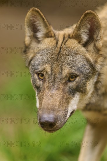 Close-up of a wolf with an attentive gaze in the forest, Wolf (Canis Lupus), Germany