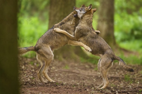 Two wolves in the forest playfully wrestling with each other, Wolf (Canis Lupus), Germany