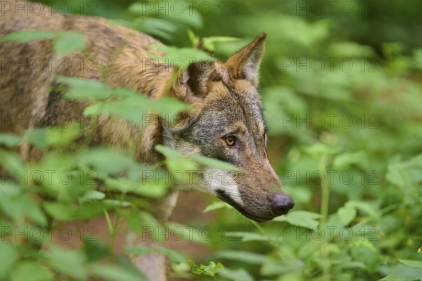 Close-up of a concentrated wolf in the forest, Wolf (Canis Lupus), Germany