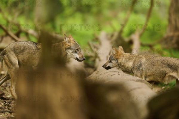 Two wolves meet in a dense forest on a forest path, Wolf (Canis Lupus), Germany