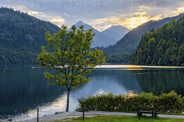Alpsee at Neuschwanstein Castle, behind Vilser Kegel, Brentenjoch with Roßberg, Tannheimer Berge, sunset, Hohenschwangau, Schwangau, Königswinkel, Ostallgäu, Allgäu, Swabia, Bavaria, Germany