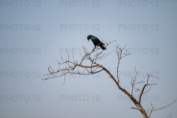 Green-tailed Glossy Starling (Lamprotornis chalybaeus), sitting on a branch against a blue sky, Kruger National Park, South Africa
