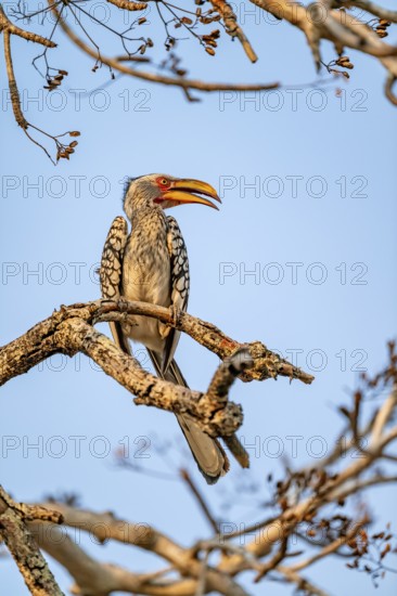 Red-ringed Hornbill (Tockus leucomelas) sitting on a branch against a blue sky, in the evening light, Kruger National Park, South Africa