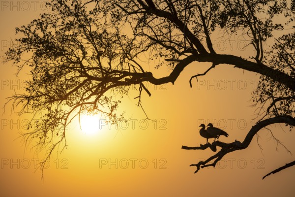 Sunset, Two Nile Geese sitting on a branch, Kruger National Park, South Africa