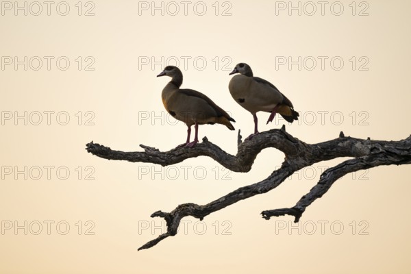 Two Nile Geese sitting on a branch, Kruger National Park, South Africa