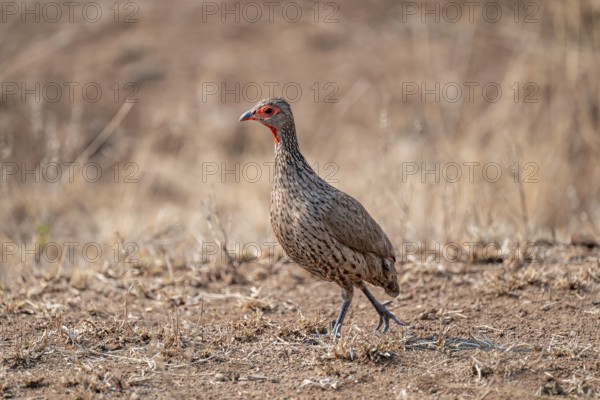 Swainson's francolin (Pternistis swainsonii) in dry grass, Kruger National Park, South Africa