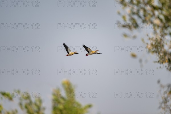 Two Nile Geese in flight, Kruger National Park, South Africa