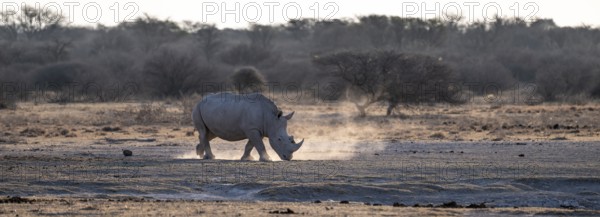 Dramatic atmosphere, Southern white rhinoceros (Ceratotherium simum simum), Khama Rhino Sanctuary, Serowe, Botswana