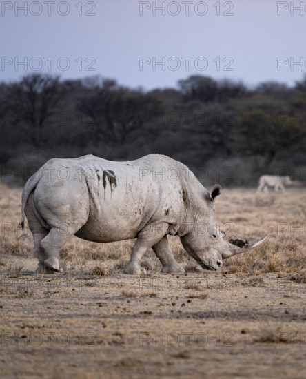 Southern white rhinoceros (Ceratotherium simum simum), Khama Rhino Sanctuary, Serowe, Botswana