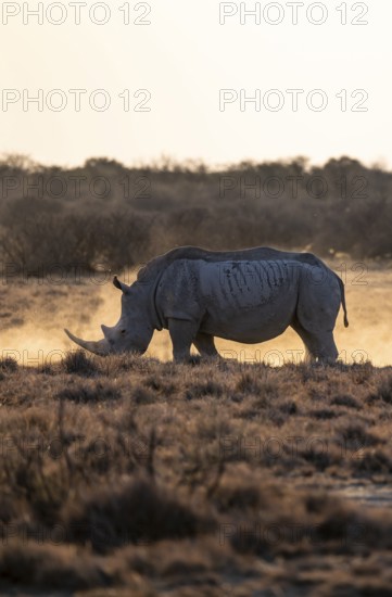 Dramatic atmosphere, Southern white rhinoceros (Ceratotherium simum simum), Khama Rhino Sanctuary, Serowe, Botswana