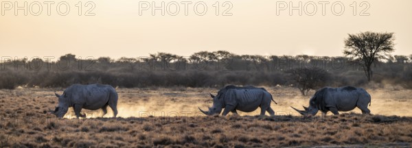 Three animals, Southern white rhinoceros (Ceratotherium simum simum) running through savannah, Khama Rhino Sanctuary, Serowe, Botswana