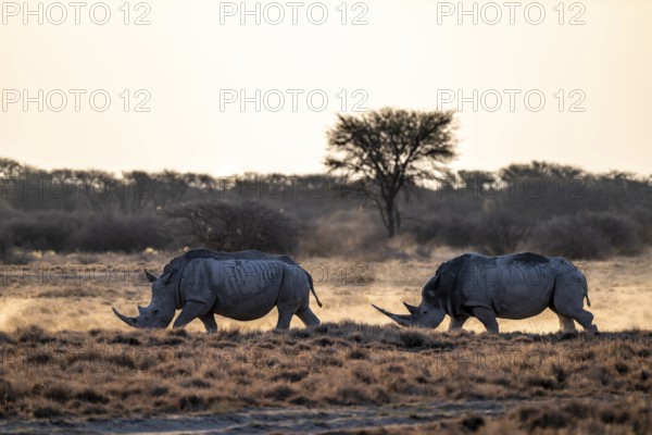 Two animals, Southern white rhinoceros (Ceratotherium simum simum), Khama Rhino Sanctuary, Serowe, Botswana