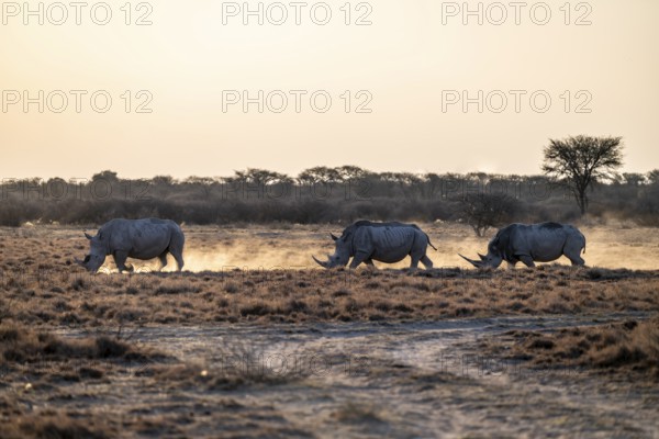 Three animals, Southern white rhinoceros (Ceratotherium simum simum), Khama Rhino Sanctuary, Serowe, Botswana