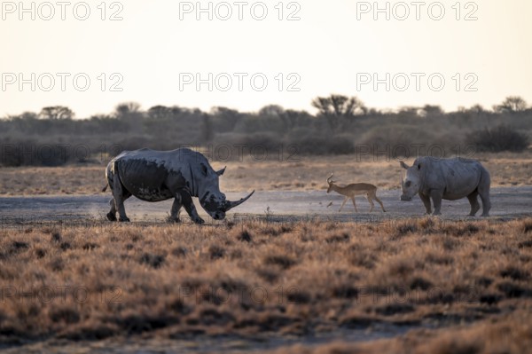 Two animals, Southern white rhinoceros (Ceratotherium simum simum) running through savannah, Khama Rhino Sanctuary, Serowe, Botswana