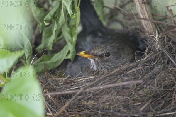Blackbird (Turdus merula) incubating in a nest, Bavaria, Germany