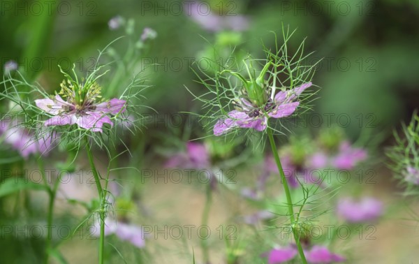 Damsel in the green (Nigella damascena), black cumin, Netherlands