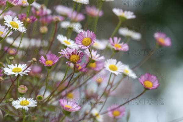 Mexican fleabane (Erigeron karvinskianus), also known as Spanish daisy, Karwinsky daisy or wall daisy, Münsterland, North Rhine-Westphalia, Germany