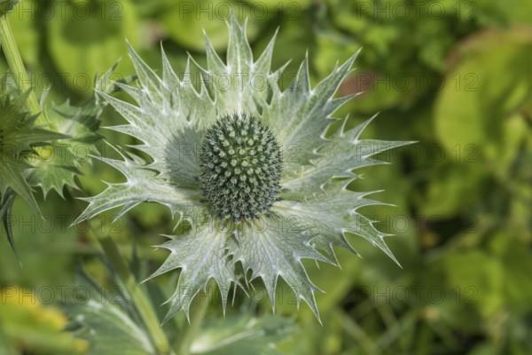 Ivory Man's Litter (Eryngium giganteum), Münsterland, North Rhine-Westphalia, Germany