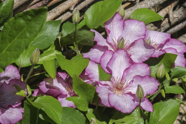 Clematis on a wooden fence, Münsterland, North Rhine-Westphalia, Germany