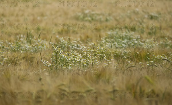 Camomile in a grain field, Münsterland, North Rhine-Westphalia, Germany