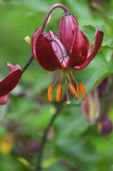 Turk's cap lily (Lilium martagon), Münsterland, North Rhine-Westphalia, Germany