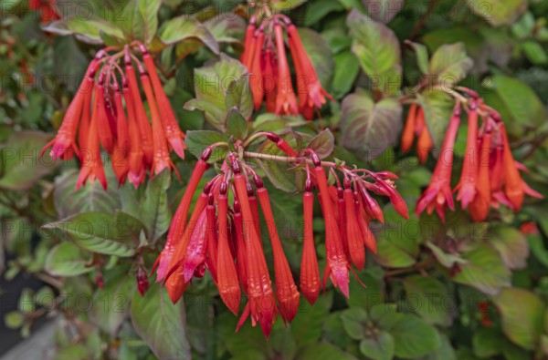 Fuchsia triphylla, Münsterland, North Rhine-Westphalia, Germany