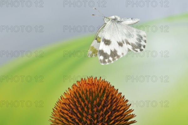 Reseda butterfly (Pontia edusa) in flight on coneflower (Echinacea)