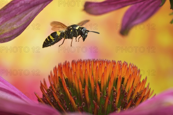 Clay wasp (Ancistrocerus nigricornis) in flight on the flower of the coneflower (Echinacea)